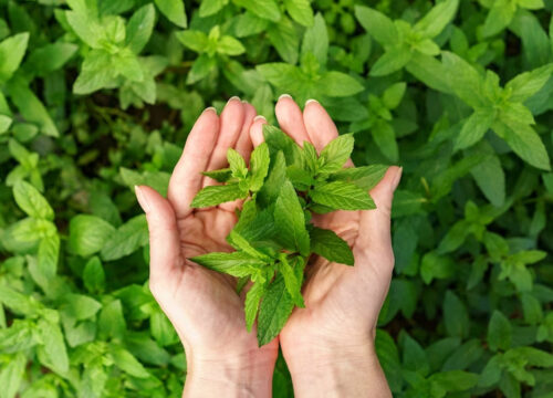 Medicinal Plant Gardens in Sri Lanka